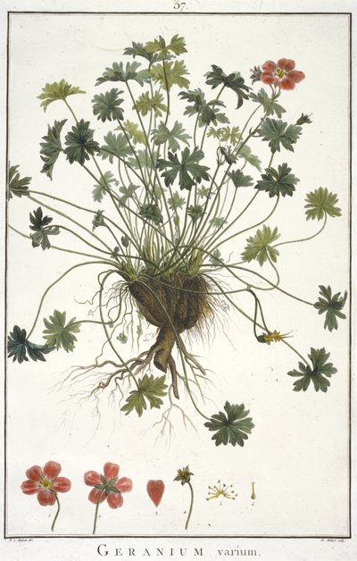 Geranium Varium, from Geraniologia, seu Erodii, Pelargonii, Monsoniae et Grieli historia iconibus illustrata by Hubert Robert